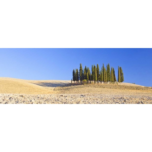 Italy, Tuscany Cypress grove panoramic
